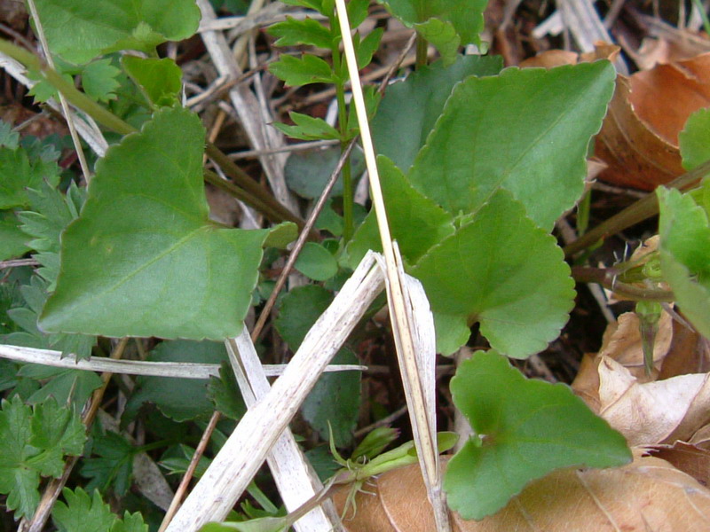 Sorgenti del Secchia  - Viola riviniana